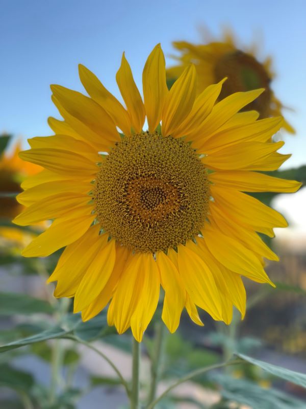 How Plants Benefit Our Planet